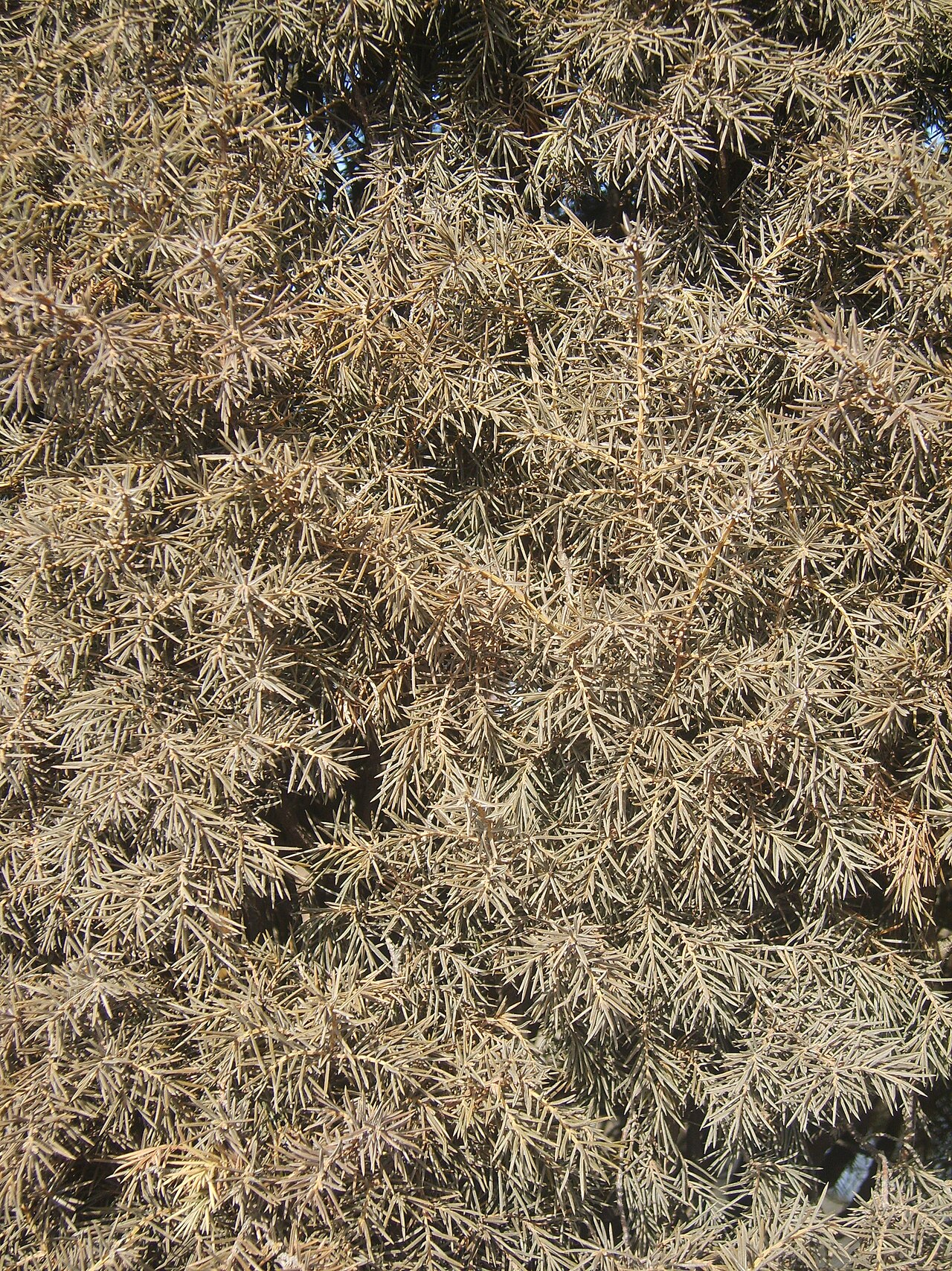 Temple juniper: Juniperus rigida foliage in Incheon Korea. 인천 만월산에서 찍은 노간주나무 잎.