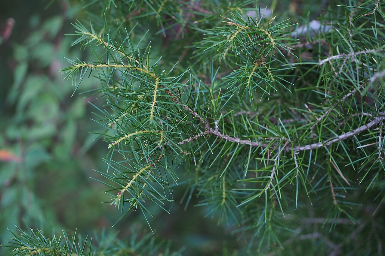Temple juniper: ネズ.