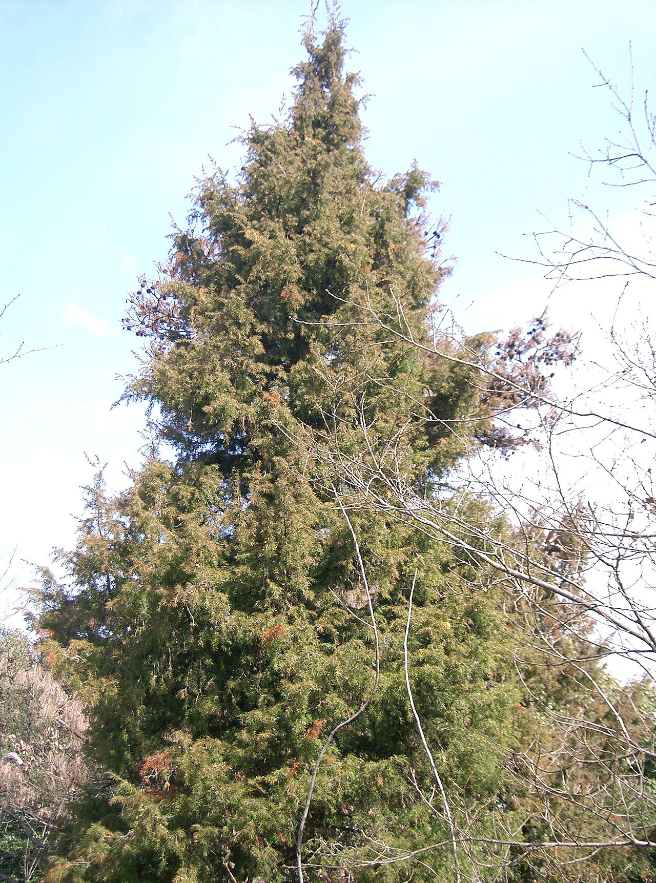 Temple juniper: Juniperus rigida