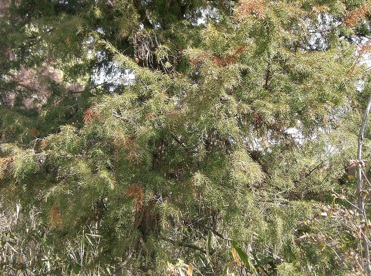 Temple juniper: Juniperus rigida