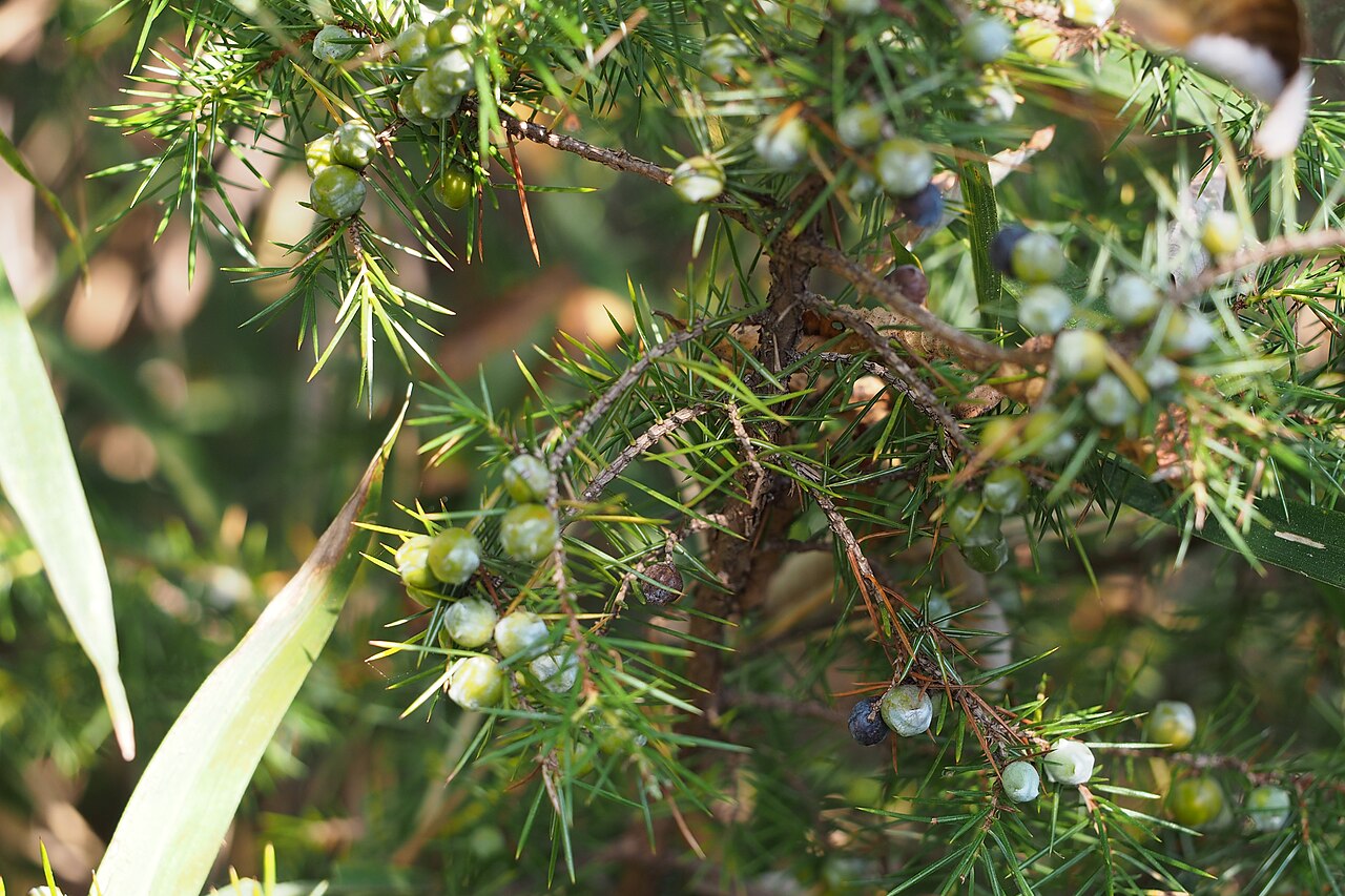 Temple juniper: ネズ.