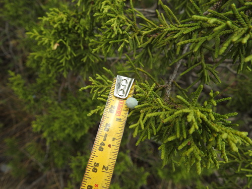 Juniperus saltillensis (Juniperus saltillensis)