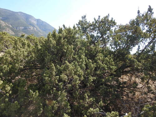 Juniperus saltillensis (Juniperus saltillensis)