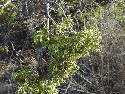 Juniperus saltillensis (Juniperus saltillensis)