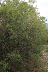 Juniperus saltillensis (Juniperus saltillensis)