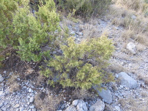 Juniperus saltillensis (Juniperus saltillensis)