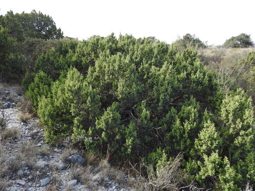 Juniperus saltillensis (Juniperus saltillensis)