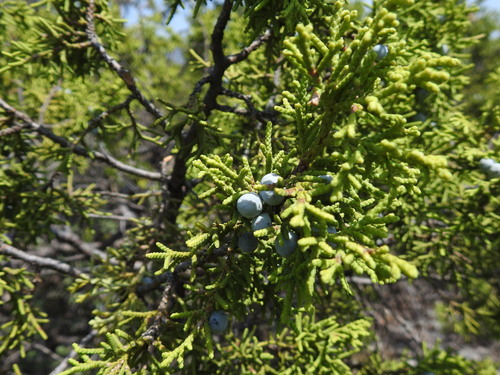 Juniperus saltillensis (Juniperus saltillensis)