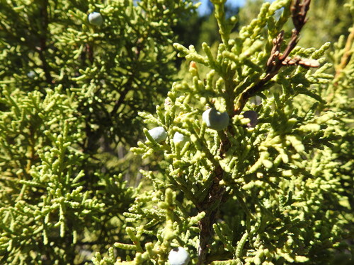 Juniperus saltillensis (Juniperus saltillensis)
