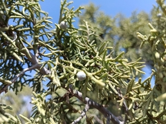 Juniperus saltillensis (Juniperus saltillensis)
