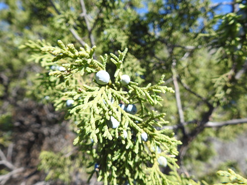 Juniperus saltillensis (Juniperus saltillensis)