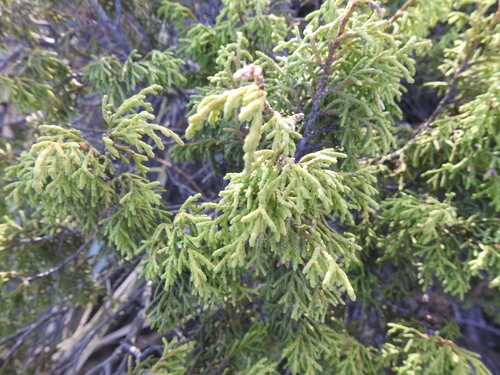 Juniperus saltillensis (Juniperus saltillensis)