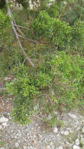 Juniperus saltillensis (Juniperus saltillensis)