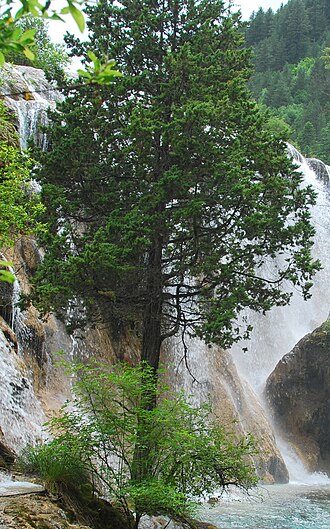Sichuan juniper: Sichuan Juniper Juniperus saltuaria , Jiuzhaigou, Aba, Sichuan, China
