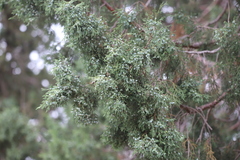 Rocky Mountain juniper (Juniperus scopulorum)