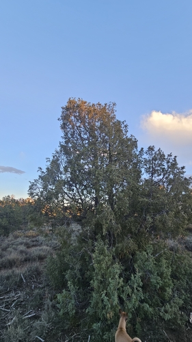Rocky Mountain juniper (Juniperus scopulorum)