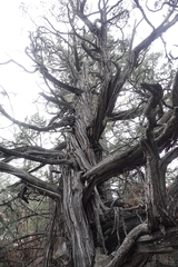 Rocky Mountain juniper (Juniperus scopulorum)