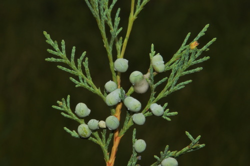 Rocky Mountain juniper (Juniperus scopulorum)