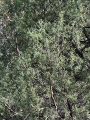 Rocky Mountain juniper (Juniperus scopulorum)