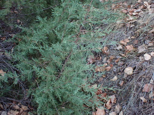 Rocky Mountain juniper (Juniperus scopulorum)