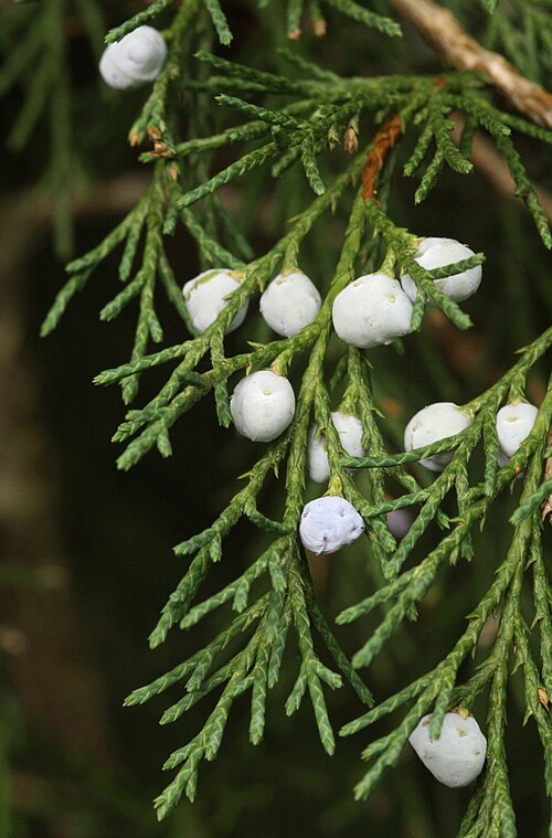 Pencil cedar: Fruiting branch of Juniperus semiglobosa, Dendrological garden in Pruhonice, Czech Republic