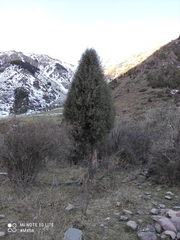 Pencil cedar (Juniperus semiglobosa)