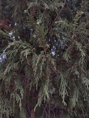 Pencil cedar (Juniperus semiglobosa)