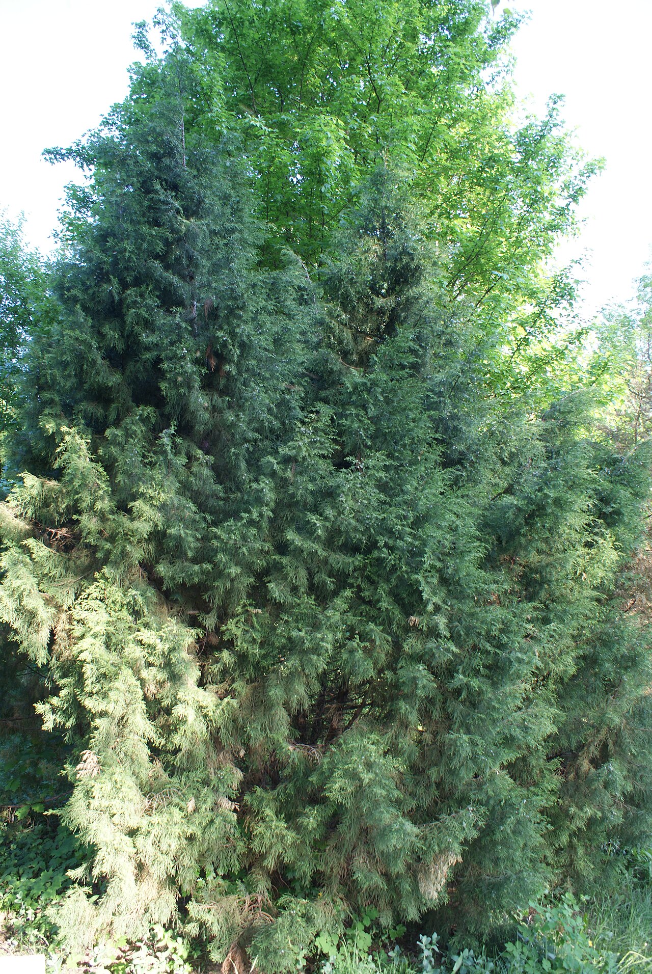 Pencil cedar: Juniperus semiglobosa in Botanical garden, Minsk