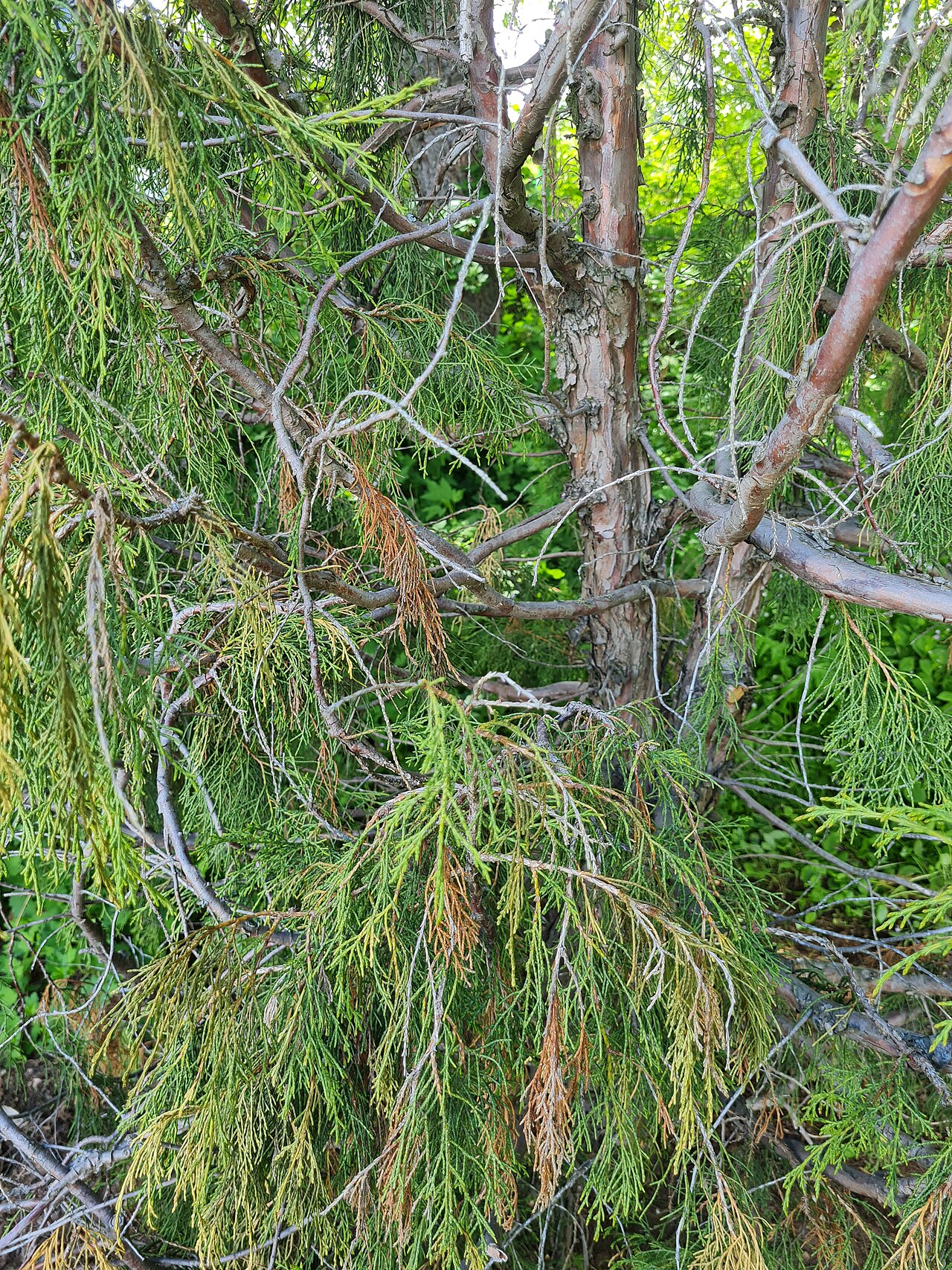 Pencil cedar: Juniperus semiglobosa, photo taken in Lystigarður Akureyrar