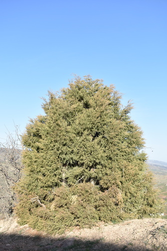 Pencil cedar (Juniperus semiglobosa)