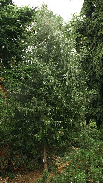 Pencil cedar: Juniperus semiglobosa, Dendrological garden in Pruhonice, Czech Republic