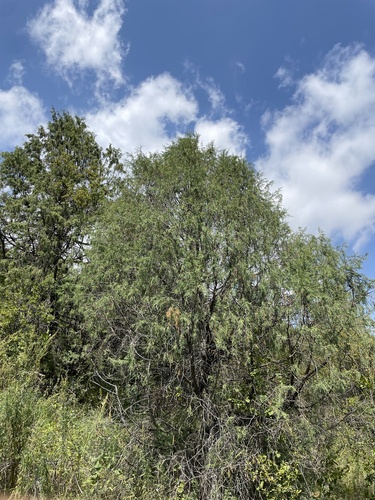 Pencil cedar (Juniperus semiglobosa)