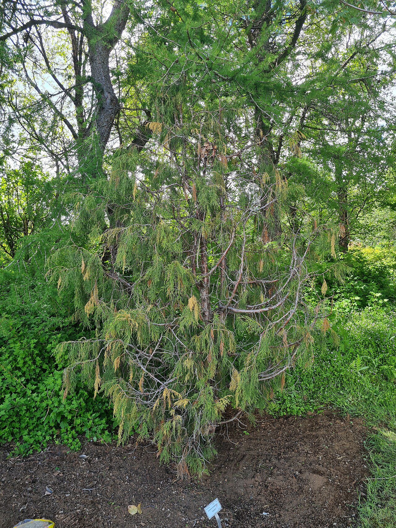 Pencil cedar: Juniperus semiglobosa, photo taken in Lystigarður Akureyrar