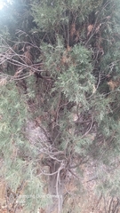 Pencil cedar (Juniperus semiglobosa)