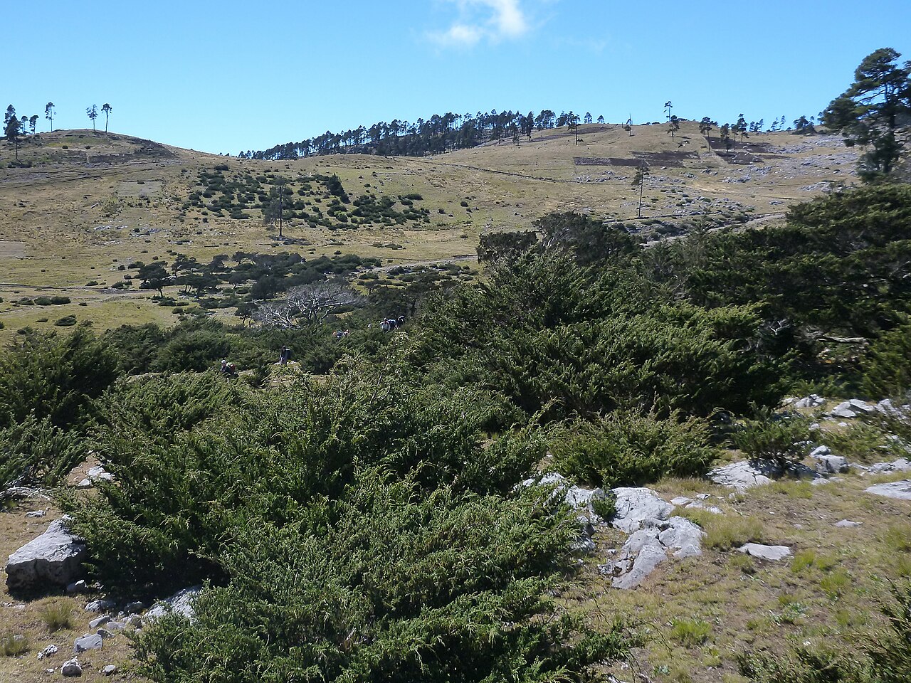 Standley's juniper: Juniperus standleyi , Todos Santos Cuchumatán, Guatemala.
