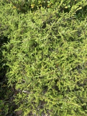 Fitcheisi (Juniperus taxifolia)