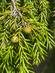 Fitcheisi (Juniperus taxifolia)
