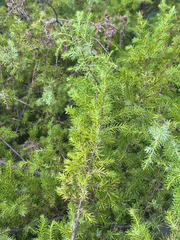 Fitcheisi (Juniperus taxifolia)