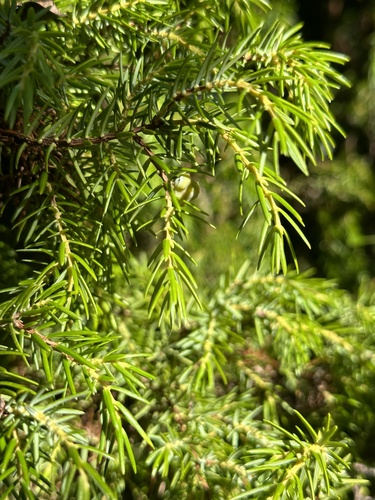 Fitcheisi (Juniperus taxifolia)