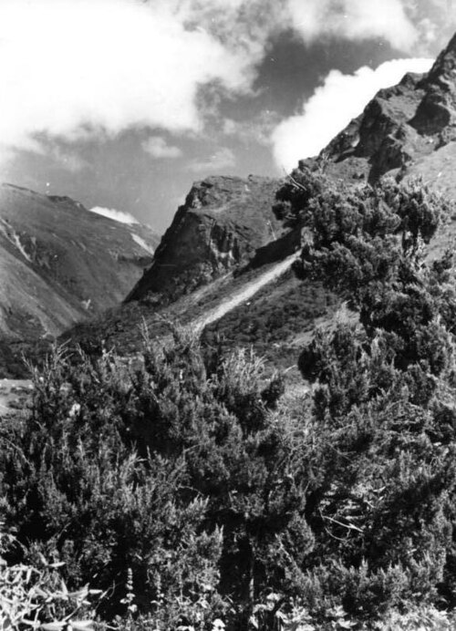 Tibetan juniper: For documentary purposes the German Federal Archive often retained the original image captions , which may be erroneous, biased, obsolete or politically extreme