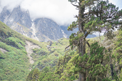 Tibetan juniper (Juniperus tibetica)
