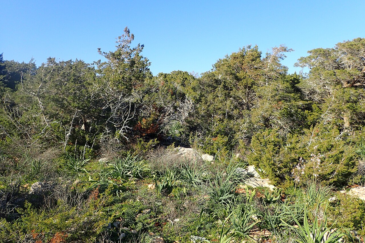 Juniperus turbinata: Maquis with Juniperus phoenicea on Akamas Peninsula, Cyprus
