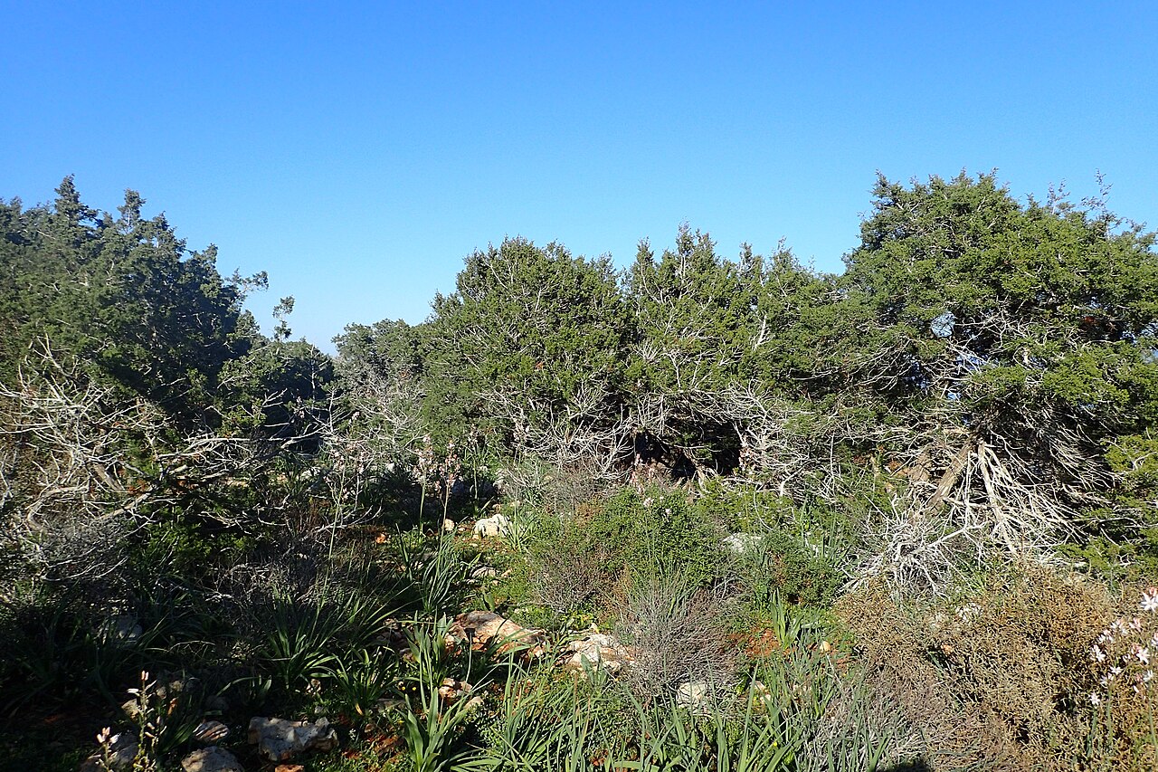 Juniperus turbinata: Maquis with Juniperus phoenicea on Akamas Peninsula, Cyprus