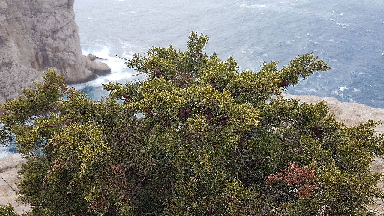 Juniperus turbinata: Juniperus turbinata on calcareous coastal cliff of Capo Caccia