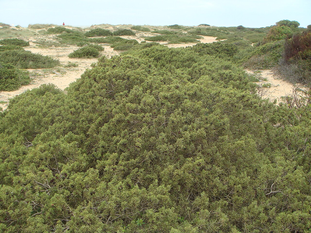 Juniperus turbinata: ( Juniperus phoenicea subps. turbinata ) province of Cádiz, Spain.