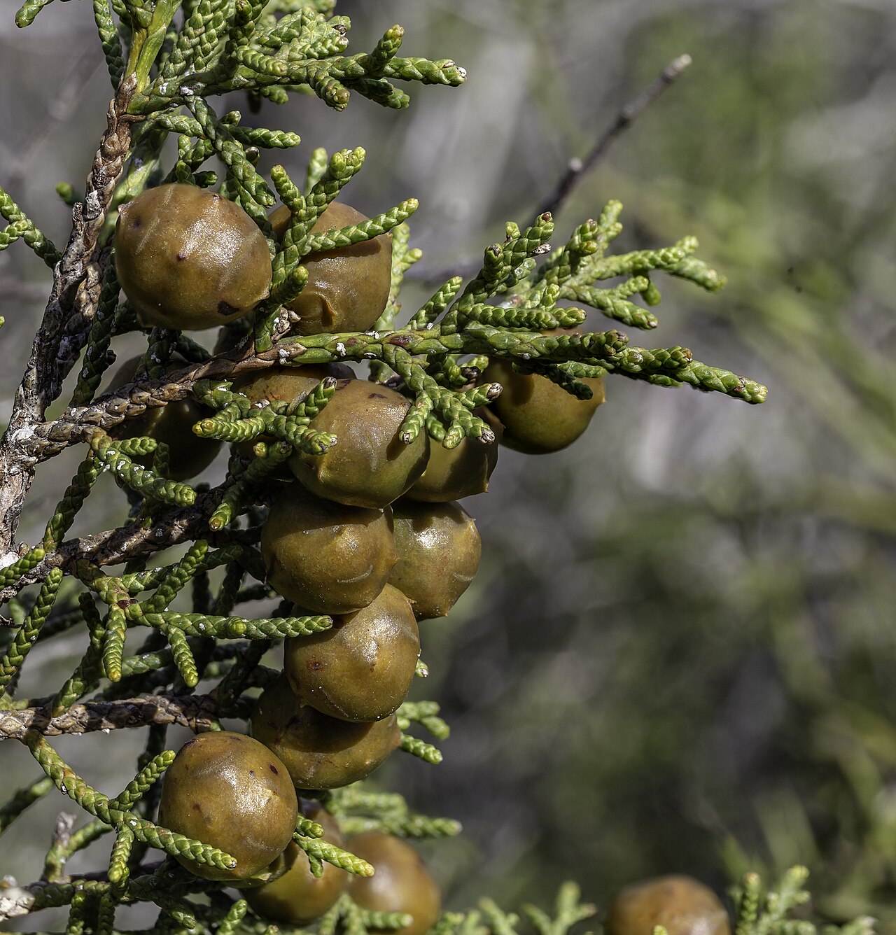 Juniperus turbinata: Fruit of Juniperus phoenicea, Akamas Paninsula, Cyprus