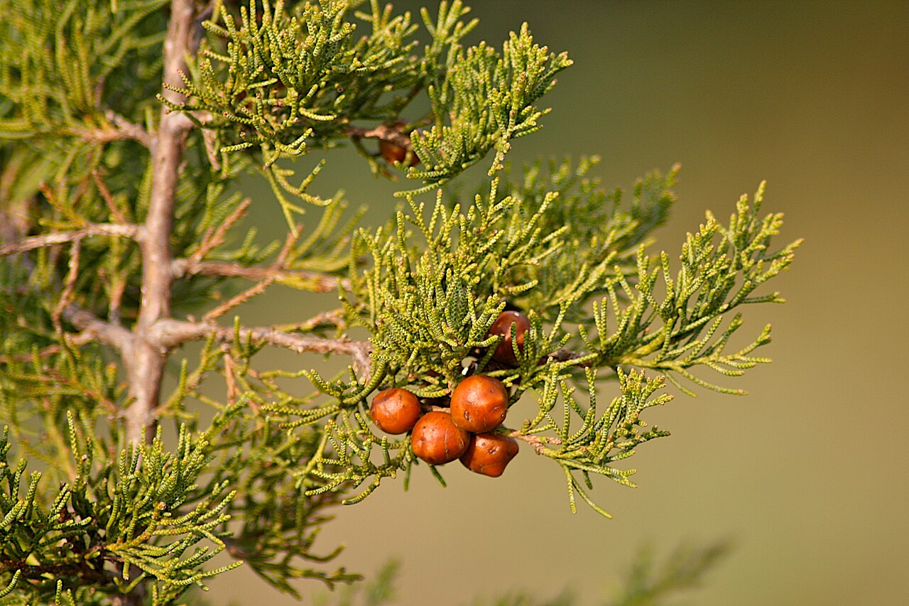 Juniperus turbinata: Juniperus phoenicea foliage and cones, Greece.