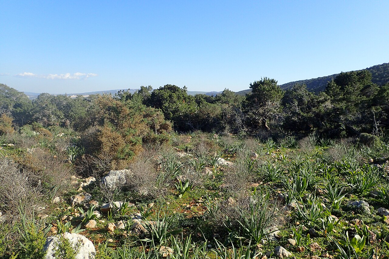 Juniperus turbinata: Maquis with Juniperus phoenicea on Akamas Peninsula, Cyprus