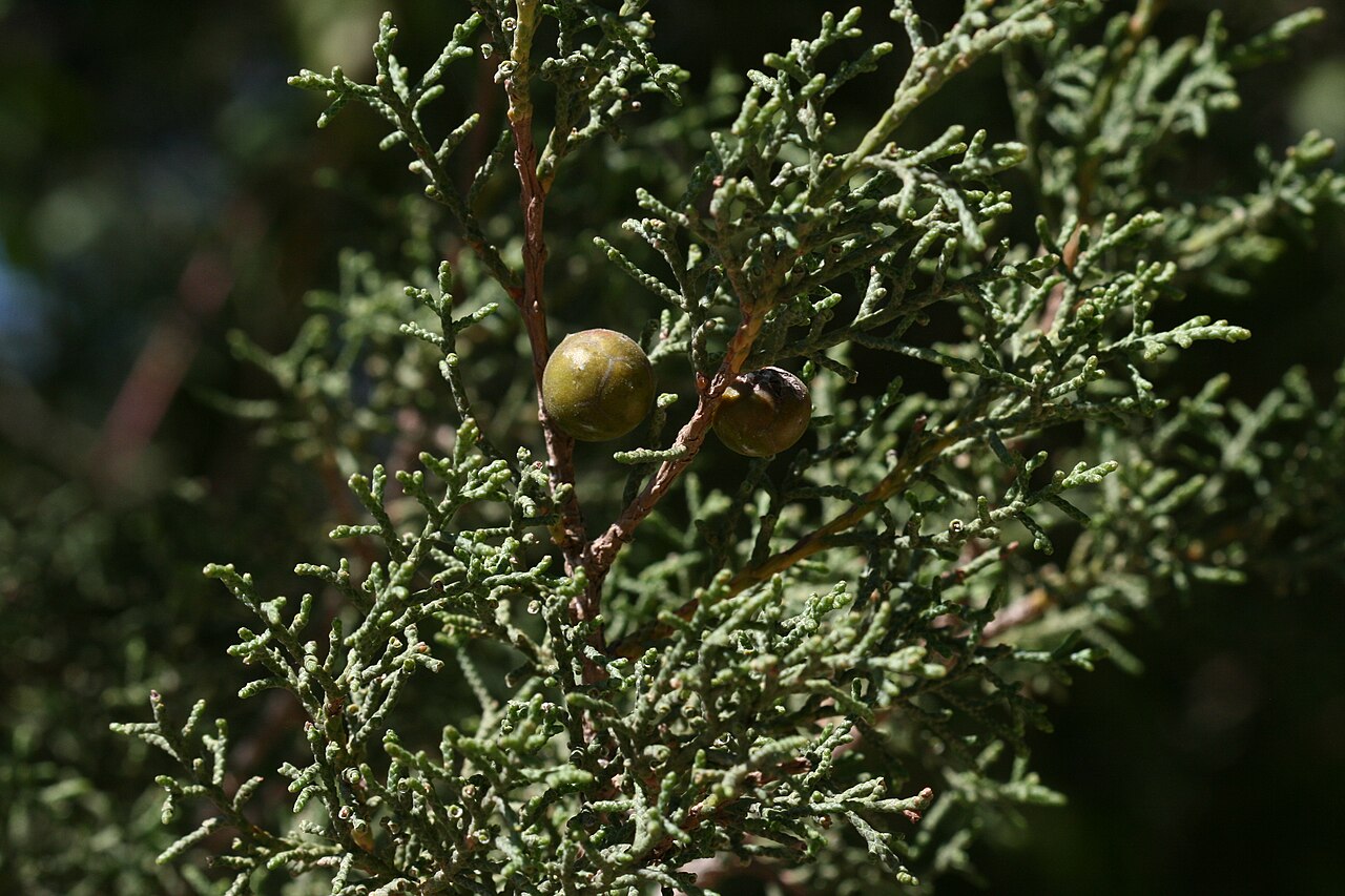 Juniperus turbinata: Neo Chorio, Cyprus