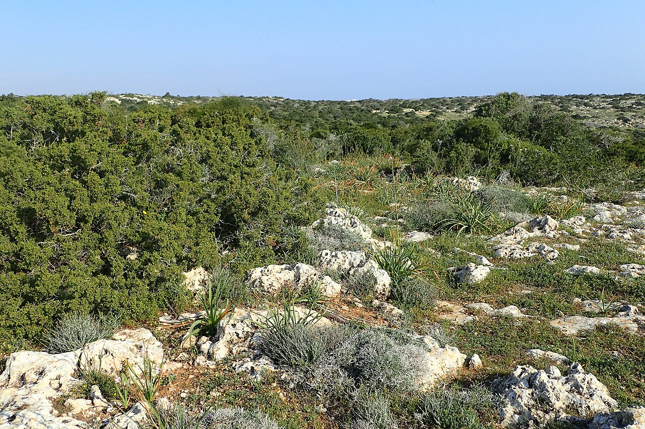 Juniperus turbinata: Maquis with Juniperus phoenicea on Kavo Gkreko, Cyprus